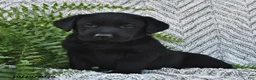 Labrador Retriever dogs for sale: Twinkles  - Ad 2