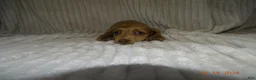Miniature Dachshund dogs for sale: lola - Ad 4