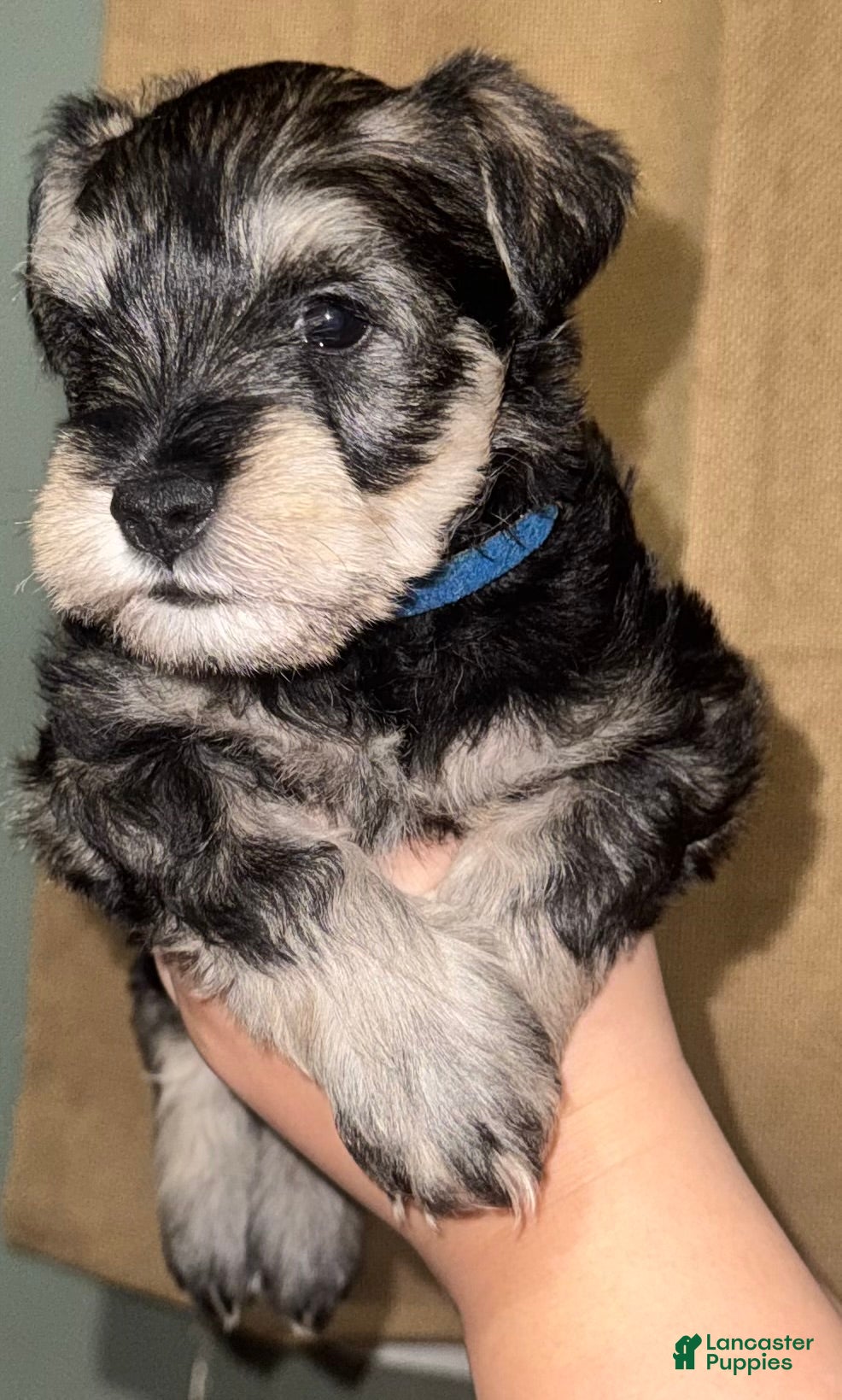 Miniature Schnauzer dogs Miniature Schnauzer Puppy 1 - Ad 39