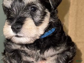 Miniature Schnauzer dogs Miniature Schnauzer Puppy 1 - Ad 31