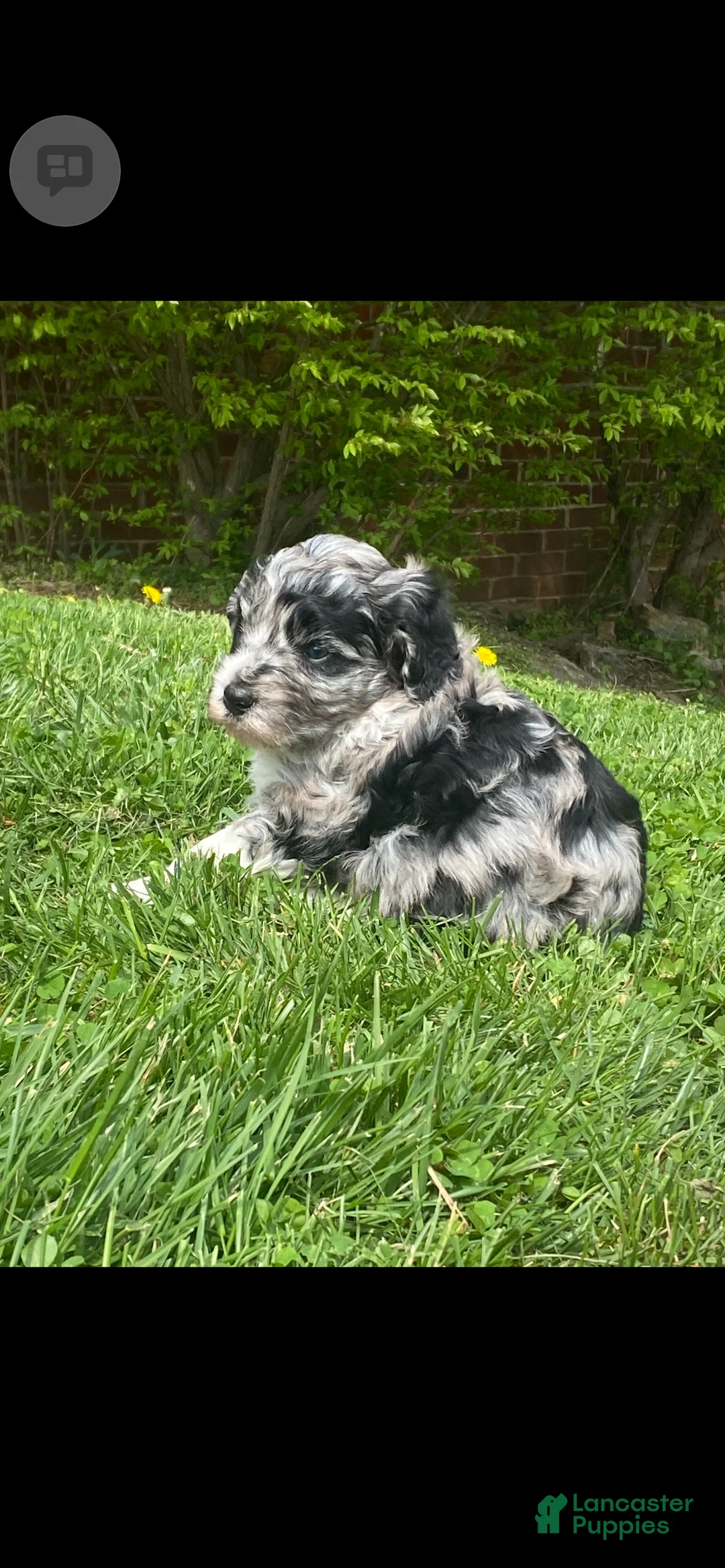 Mixed Breed dogs for sale: Mixed Breed Puppy 2 - Ad 1