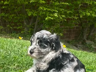 Mixed Breed dogs Mixed Breed Puppy 2 - Ad 1