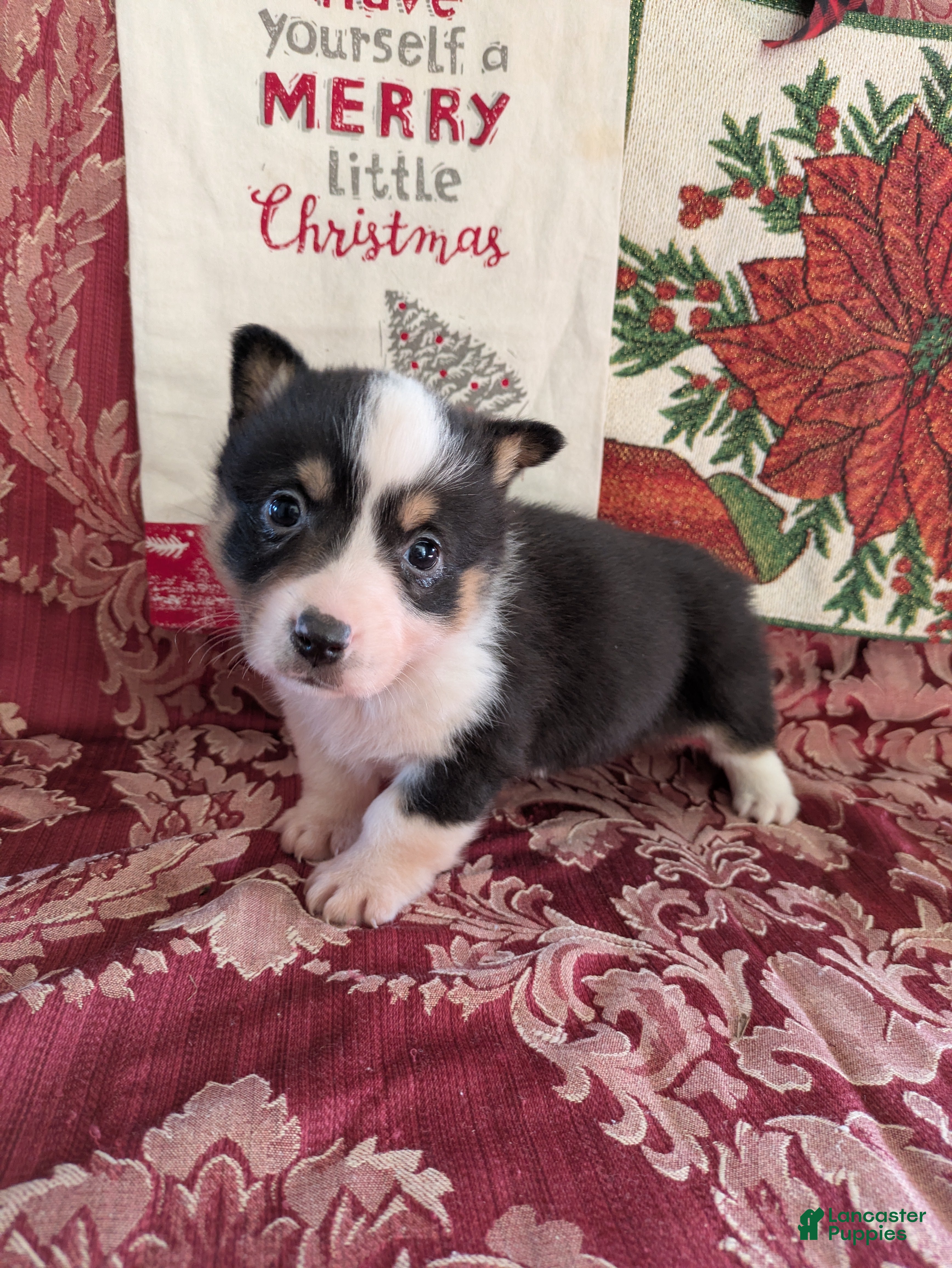 Welsh Corgi Pembroke dogs Feather - Ad 23