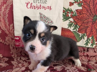 Welsh Corgi Pembroke dogs Feather - Ad 23