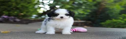 Cavapoo dogs for sale: Brady - Ad 9