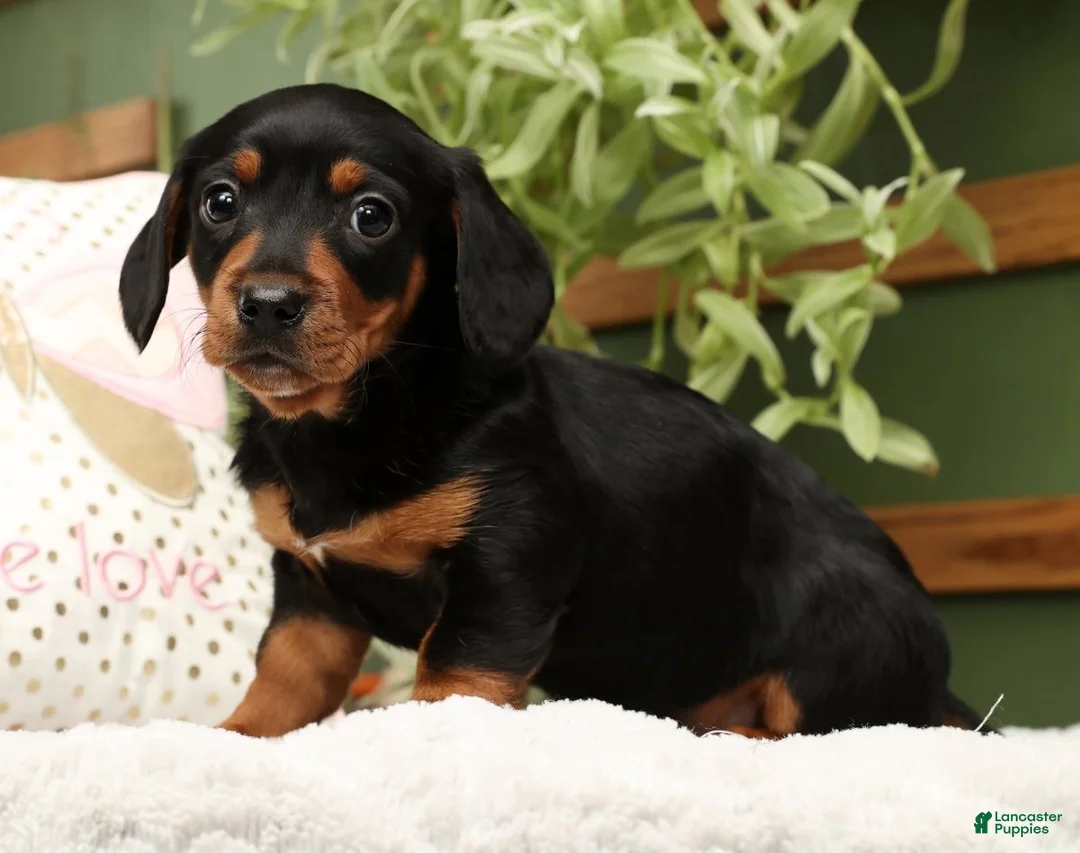 Miniature Dachshund dogs for sale: Sammy - Ad 5