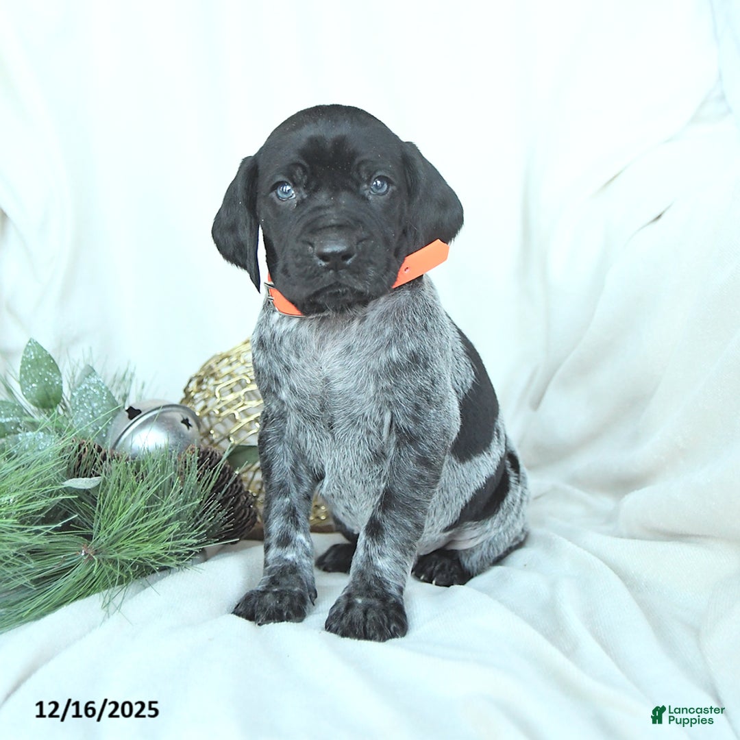 German Shorthaired Pointer dogs for sale: Dexter - Ad 3