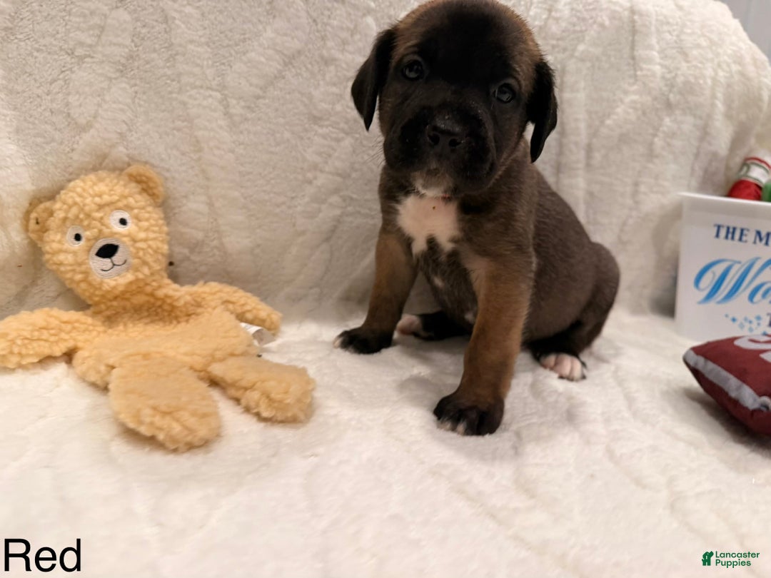 Cane Corso dogs for sale: Xena ( Red) - Ad 4