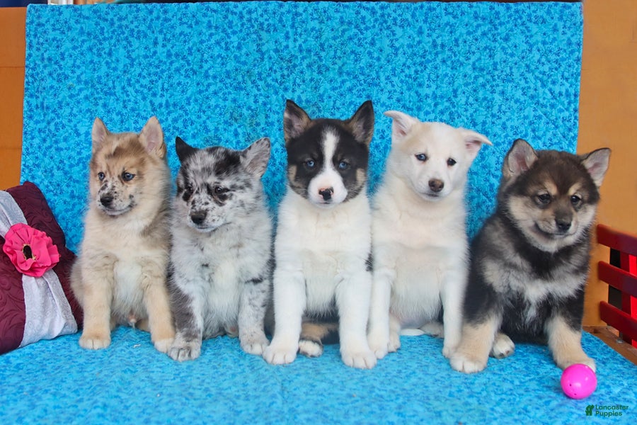 Pomsky dogs Olive  - Ad 2