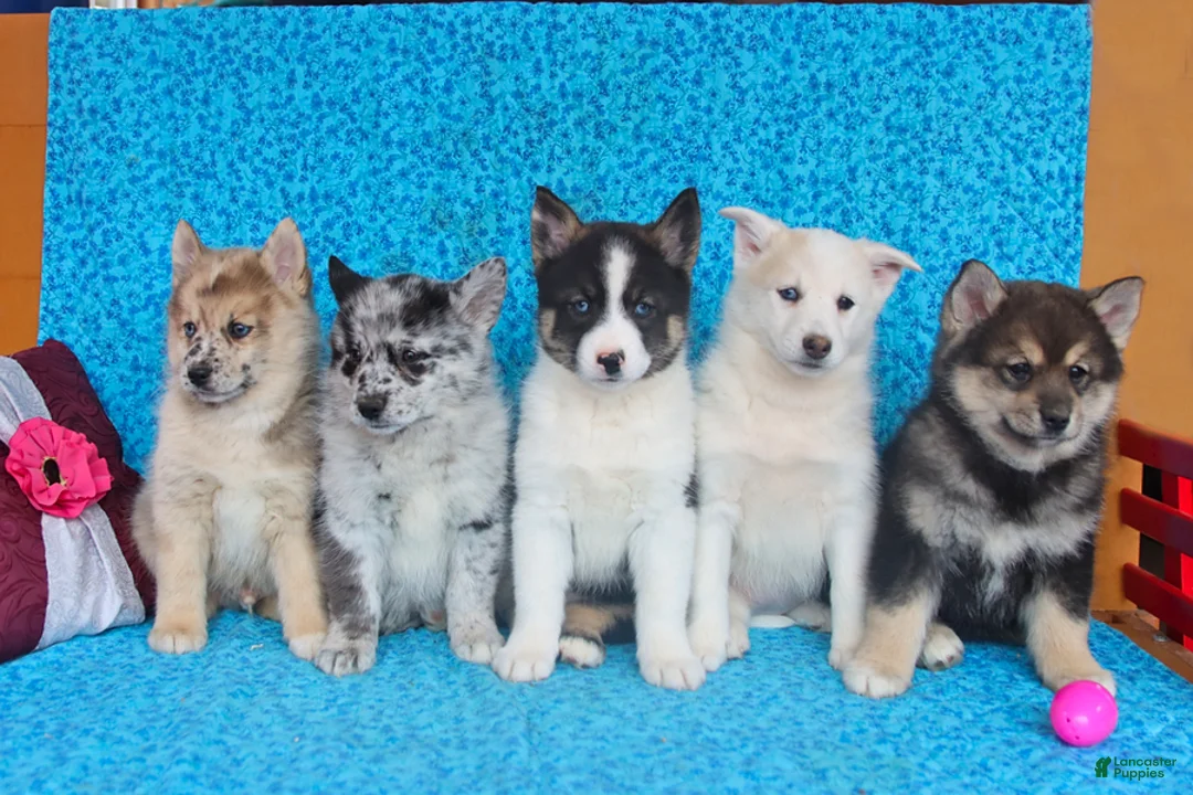 Pomsky dogs for sale: Olive  - Ad 2