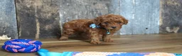 Cavapoo dogs for sale: Jaxon - Ad 3