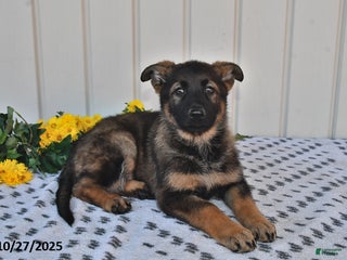 German Shepherd dogs - Ad 41