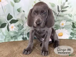 Weimaraner dogs for sale: Bingo - Ad 4
