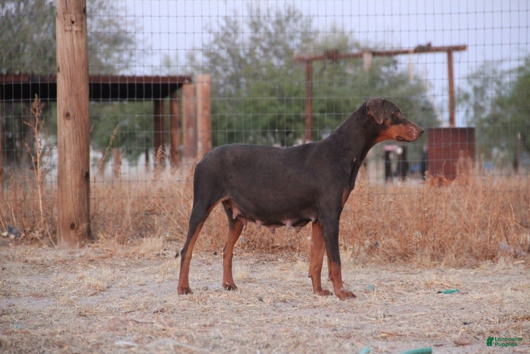 Doberman Pinscher dogs for sale: Poppy F1 - Ad 7