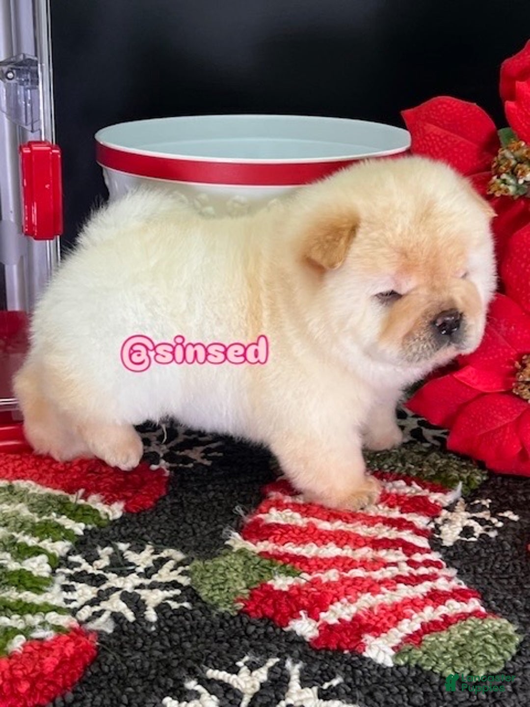 Chow Chow dogs for sale: St Nick  - Ad 3