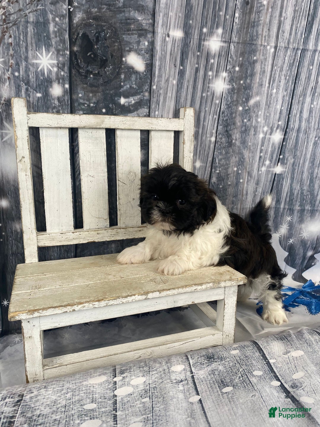 Shih Tzu dogs for sale: Teddy - Ad 10