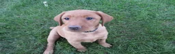 Labrador Retriever dogs for sale: Lolli (tan collar) - Ad 5