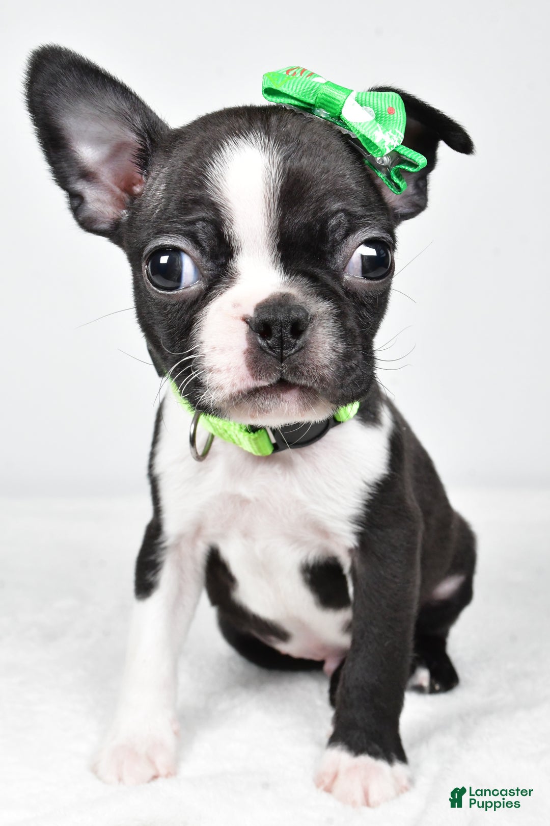 Boston Terrier dogs for sale: Gus - Ad 2