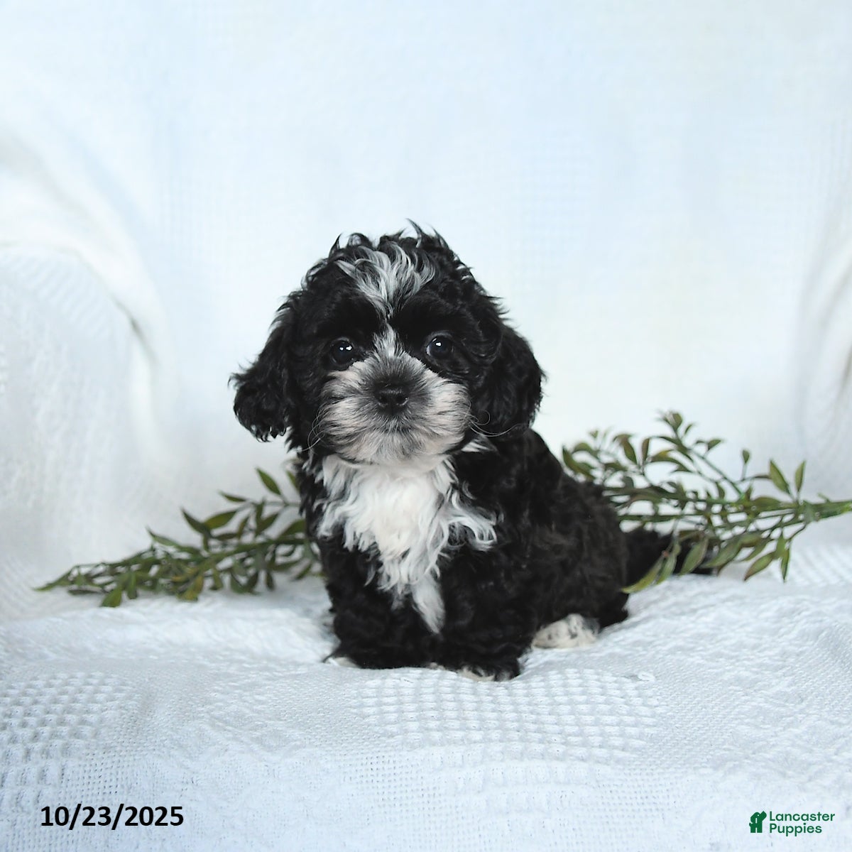 Shihpoo Puppies for sale in Pennsylvania Lancaster Puppies
