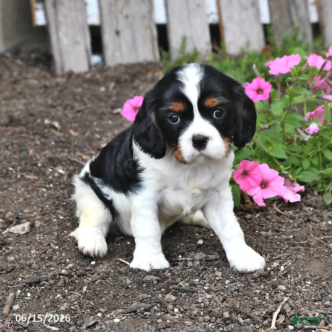 Cavalier King Charles Spaniel dogs for sale: Candy - Ad 1