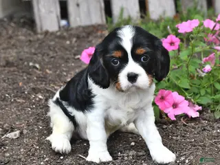 Cavalier King Charles Spaniel dogs for sale: Candy - Ad 3