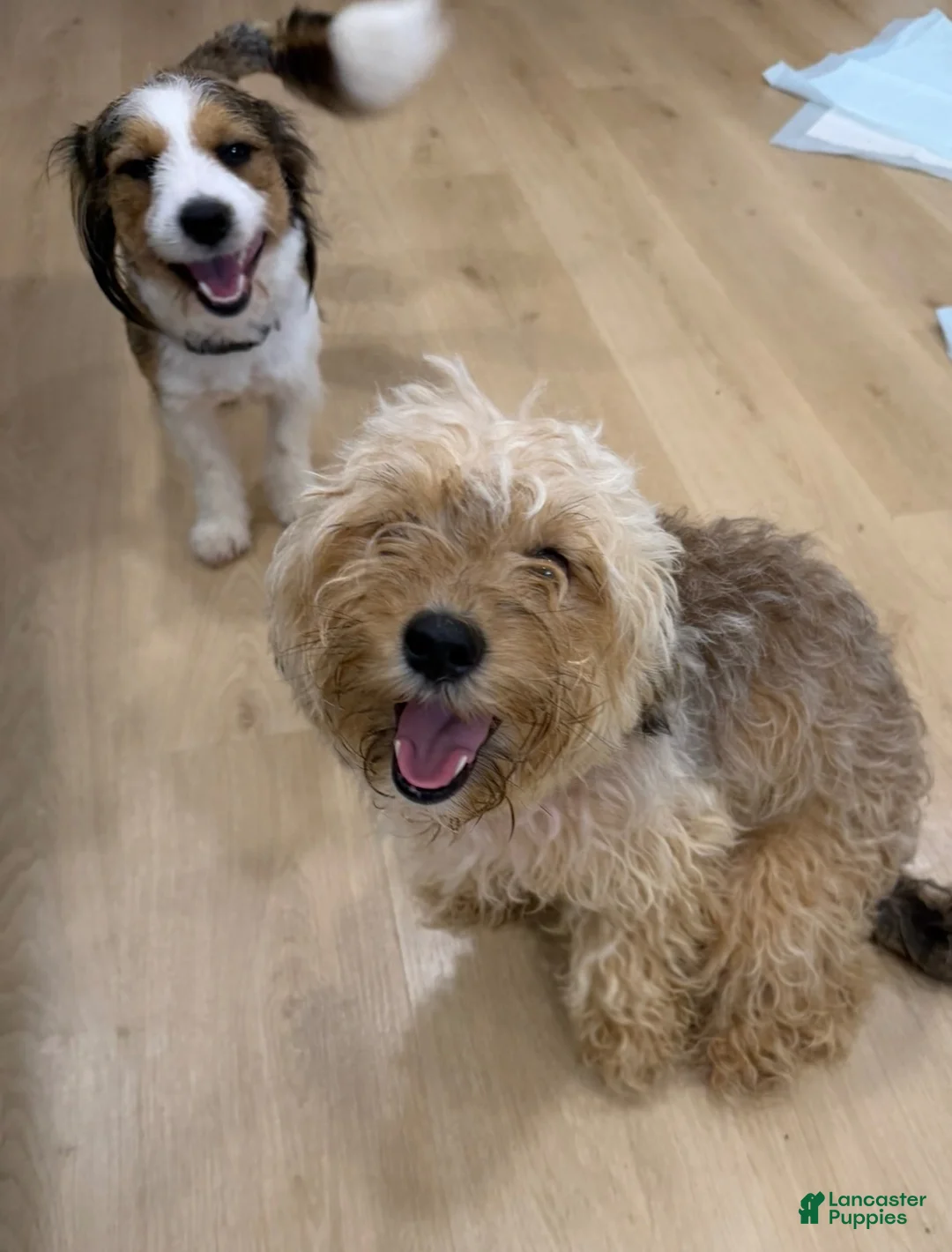 Mixed Breed dogs for sale: Mixed Breed 1 - Ad 2