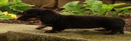 Miniature Dachshund dogs for sale: Tammy - Ad 8