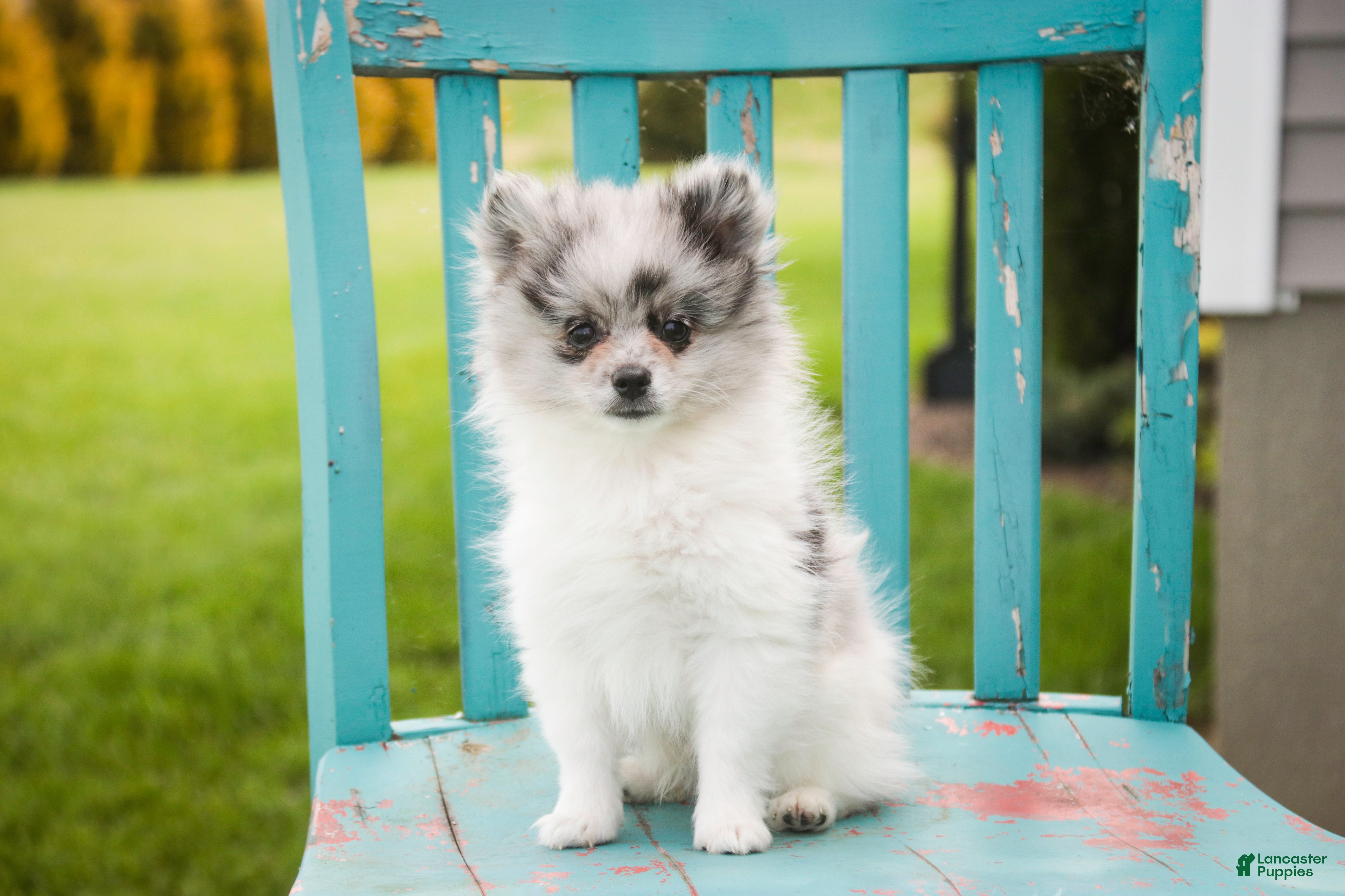 Pomeranian dogs Tripp - Ad 2