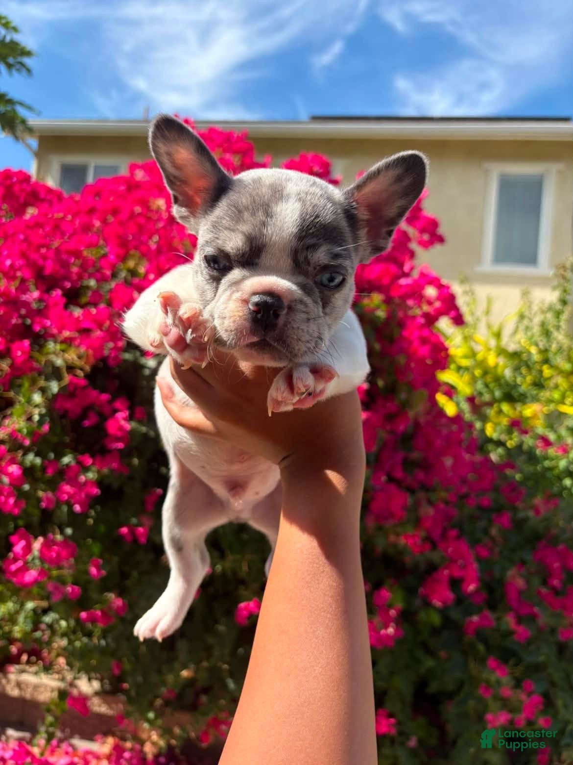 French Bulldog dogs French Bulldog 2 - Ad 7