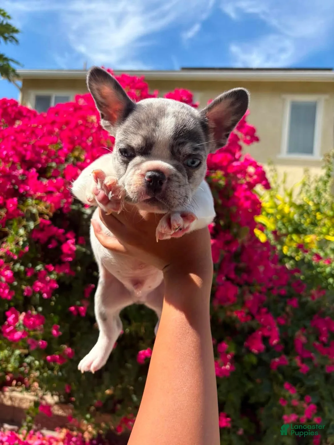 French Bulldog dogs for sale: French Bulldog 2 - Ad 1