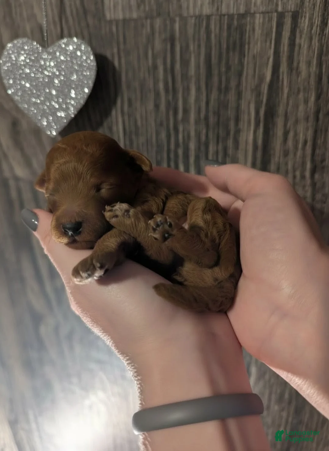 Toy Poodle dogs for sale: Rusty 🩶 - Ad 10