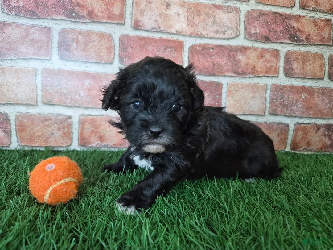 Shihpoo dogs for sale: Oreo - Ad 4