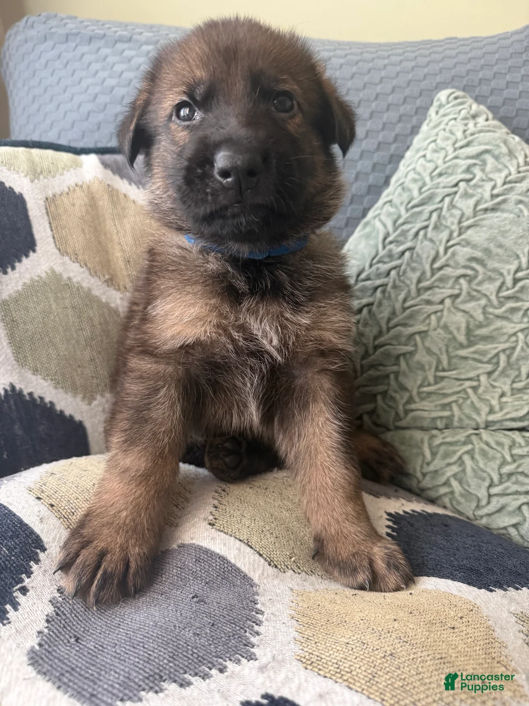 German Shepherd dogs for sale: German Shepherd Puppy 2 -dark blue - Ad 2