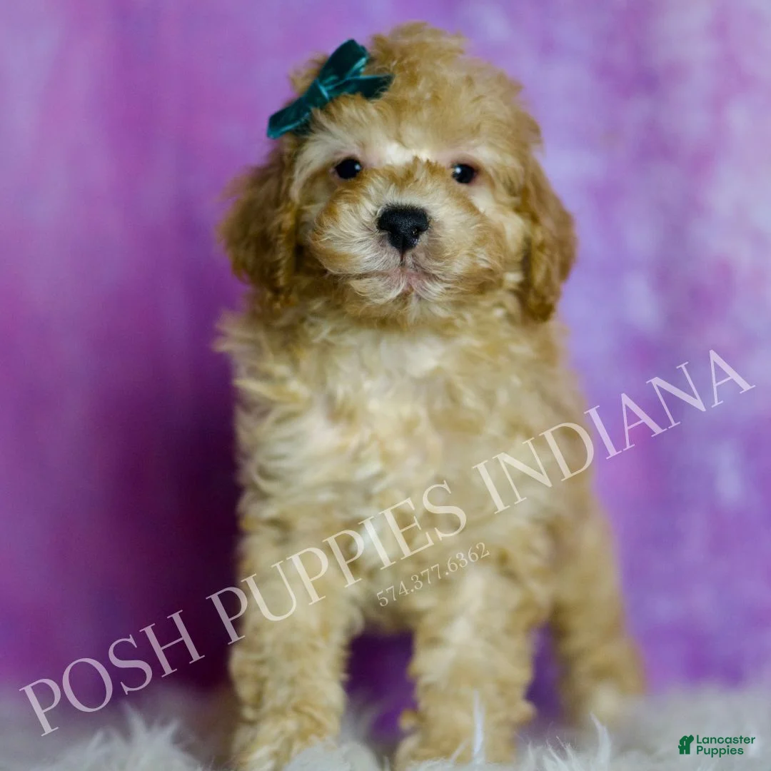 Standard Poodle dogs for sale: Buster - Ad 2