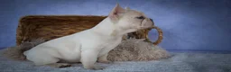 French Bulldog dogs for sale: Tansy🌸 - Ad 19