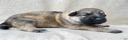 German Shepherd dogs for sale: Daisy - Ad 12