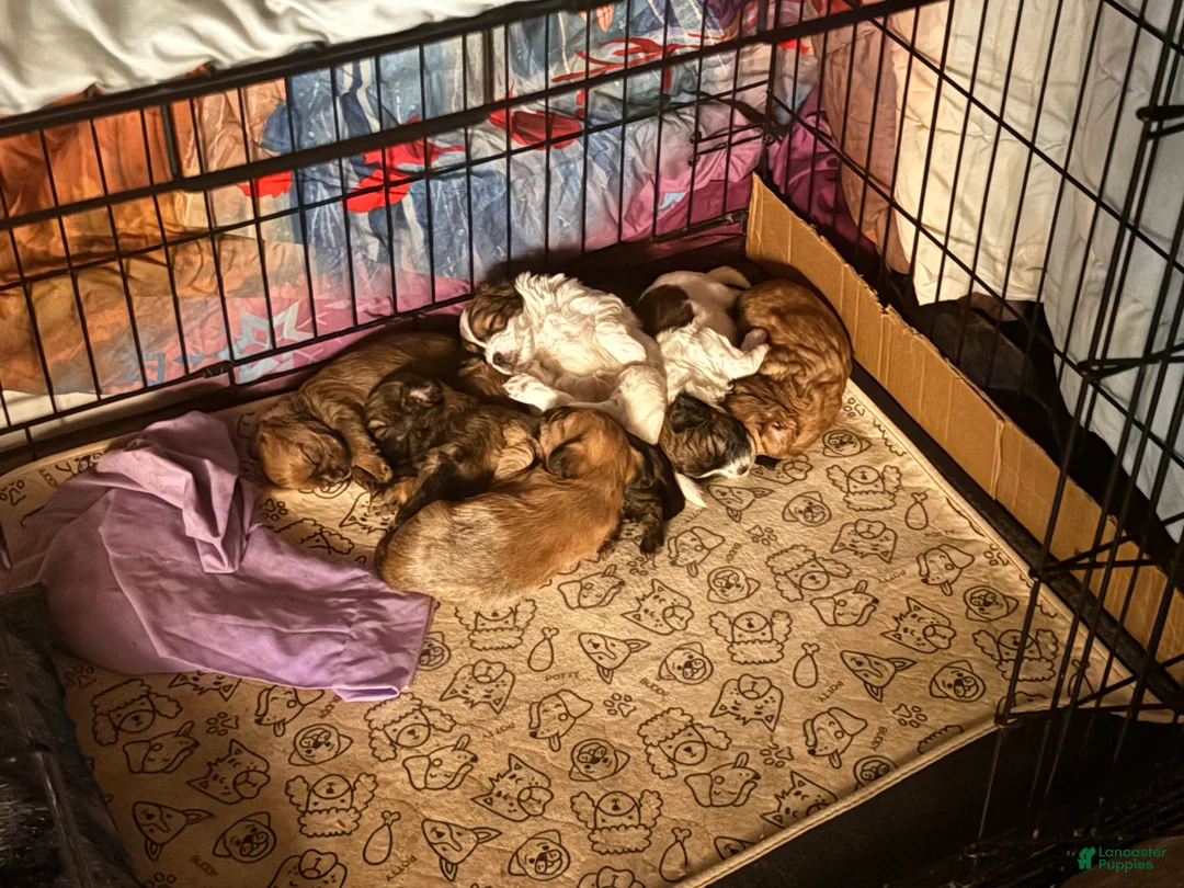 Gallery Image {{count}}