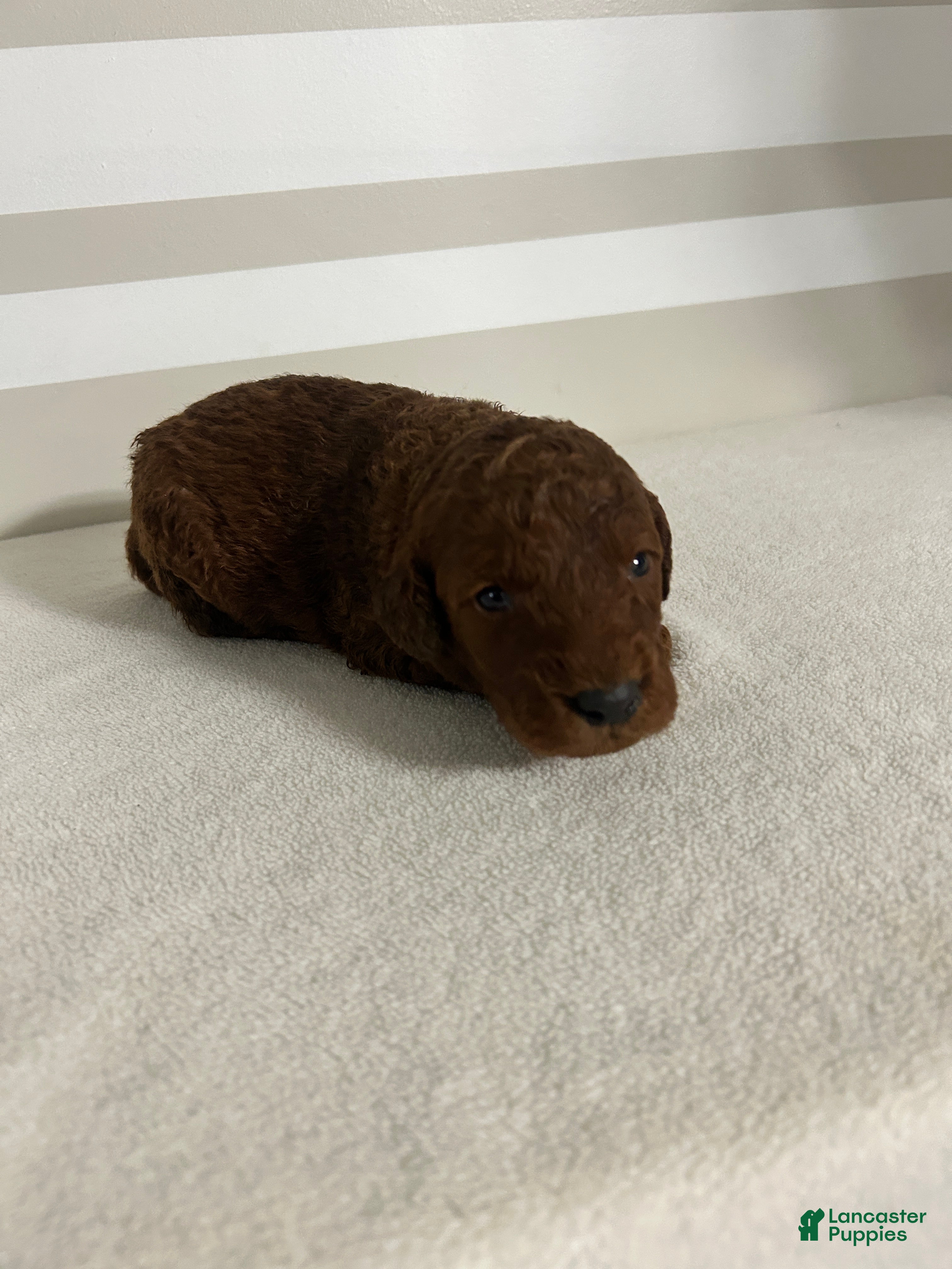 Mini Goldendoodle dogs Charles - Ad 20