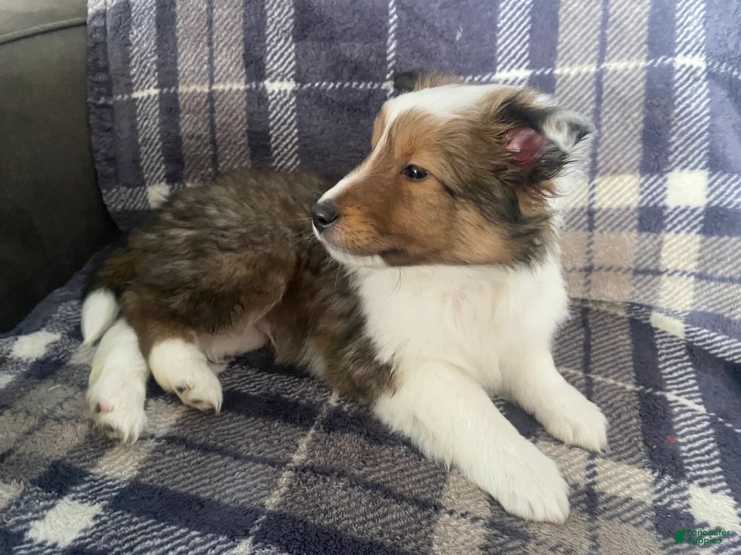 Shetland Sheepdog dogs for sale: Shetland Sheepdog Puppy 1 - Ad 5
