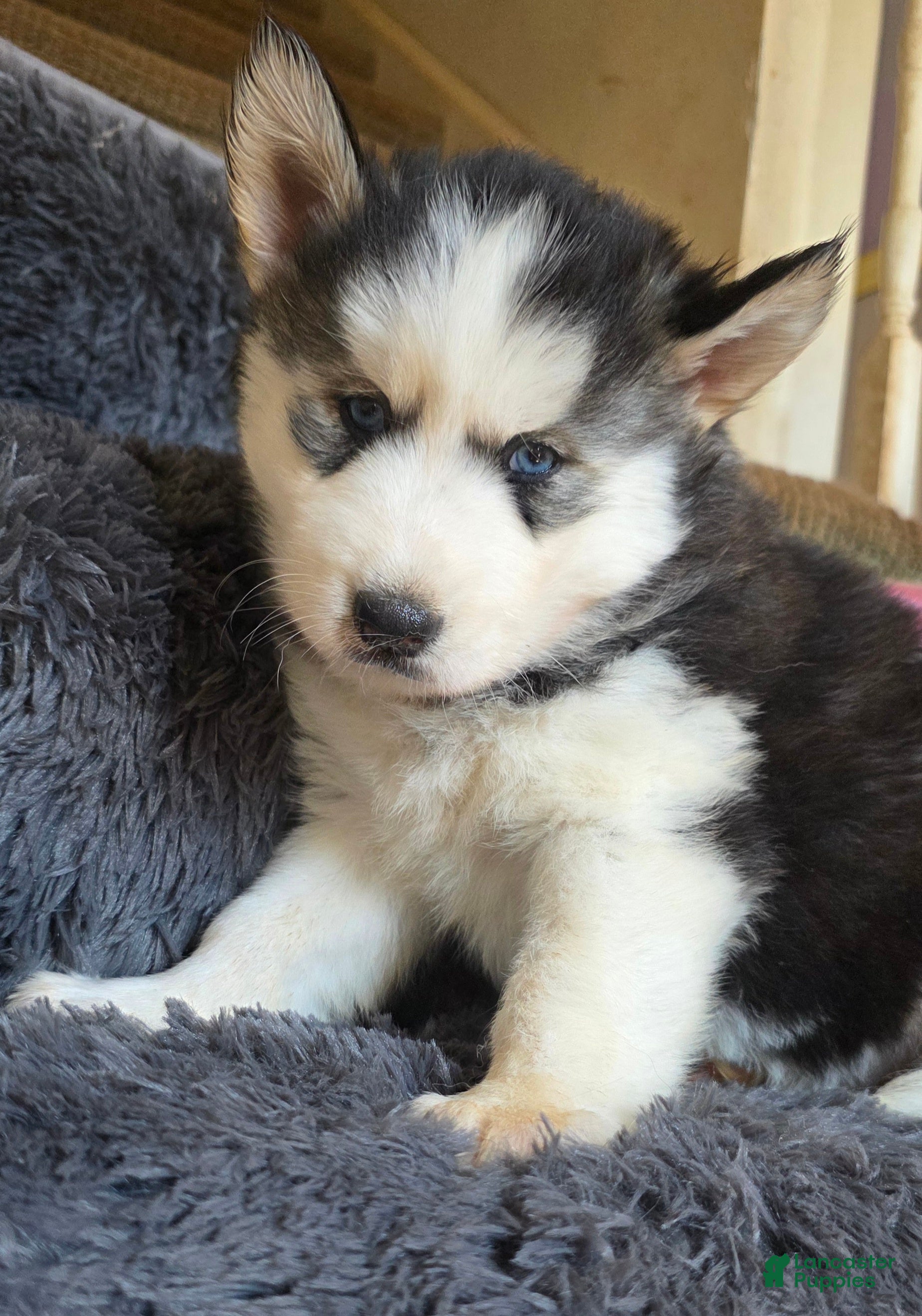 Siberian Husky dogs Peach - Ad 2