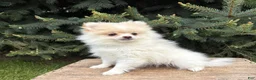 Pomeranian dogs for sale: Zeppelin - Ad 3