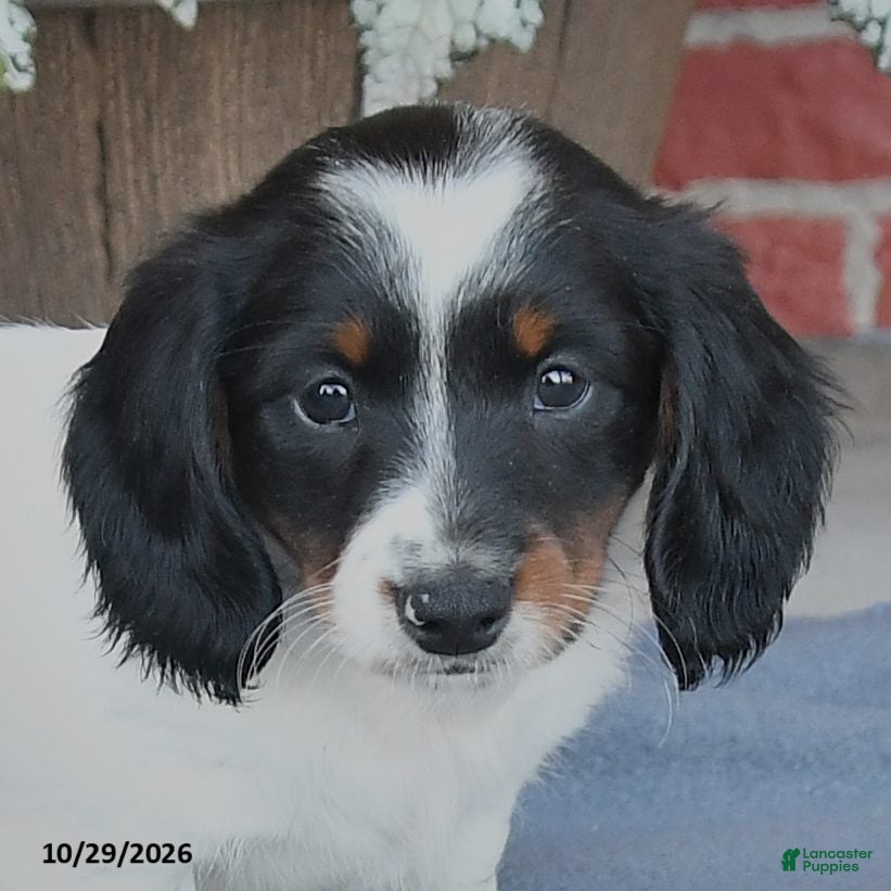 Miniature Dachshund dogs for sale: Balto - Ad 2