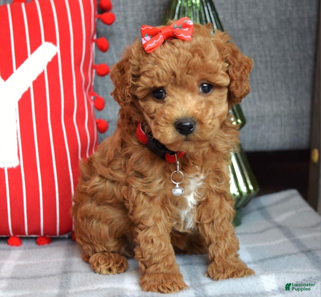 Miniature Poodle dogs Stella  - Ad 38