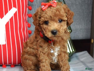 Miniature Poodle dogs Stella - Ad 38