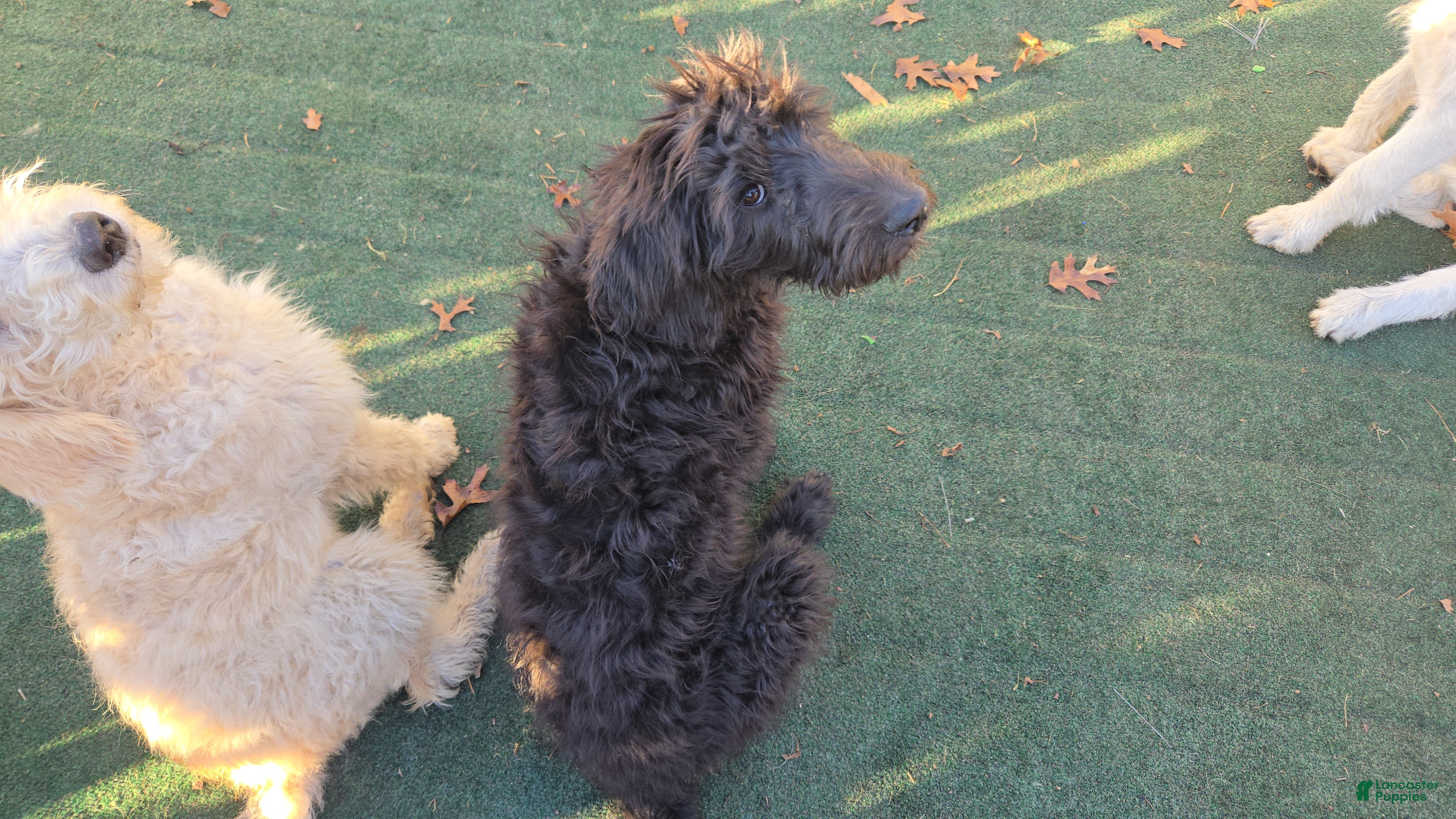 Labradoodle dogs for sale: Jessica  - Ad 2
