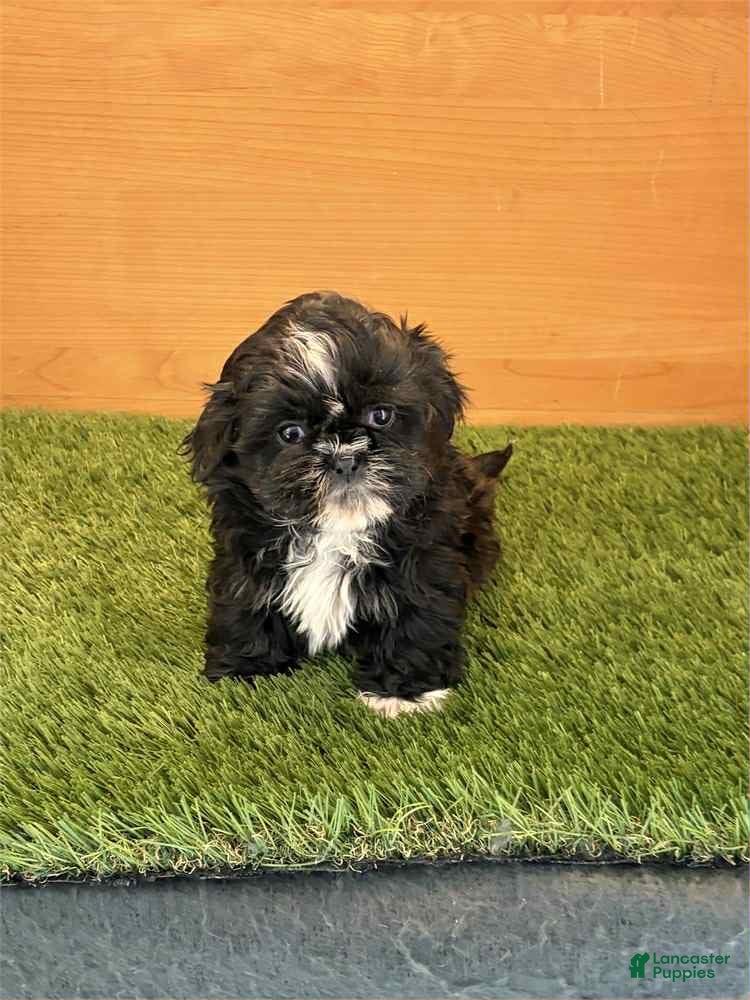 Shih Tzu dogs Evelyn - Ad 36