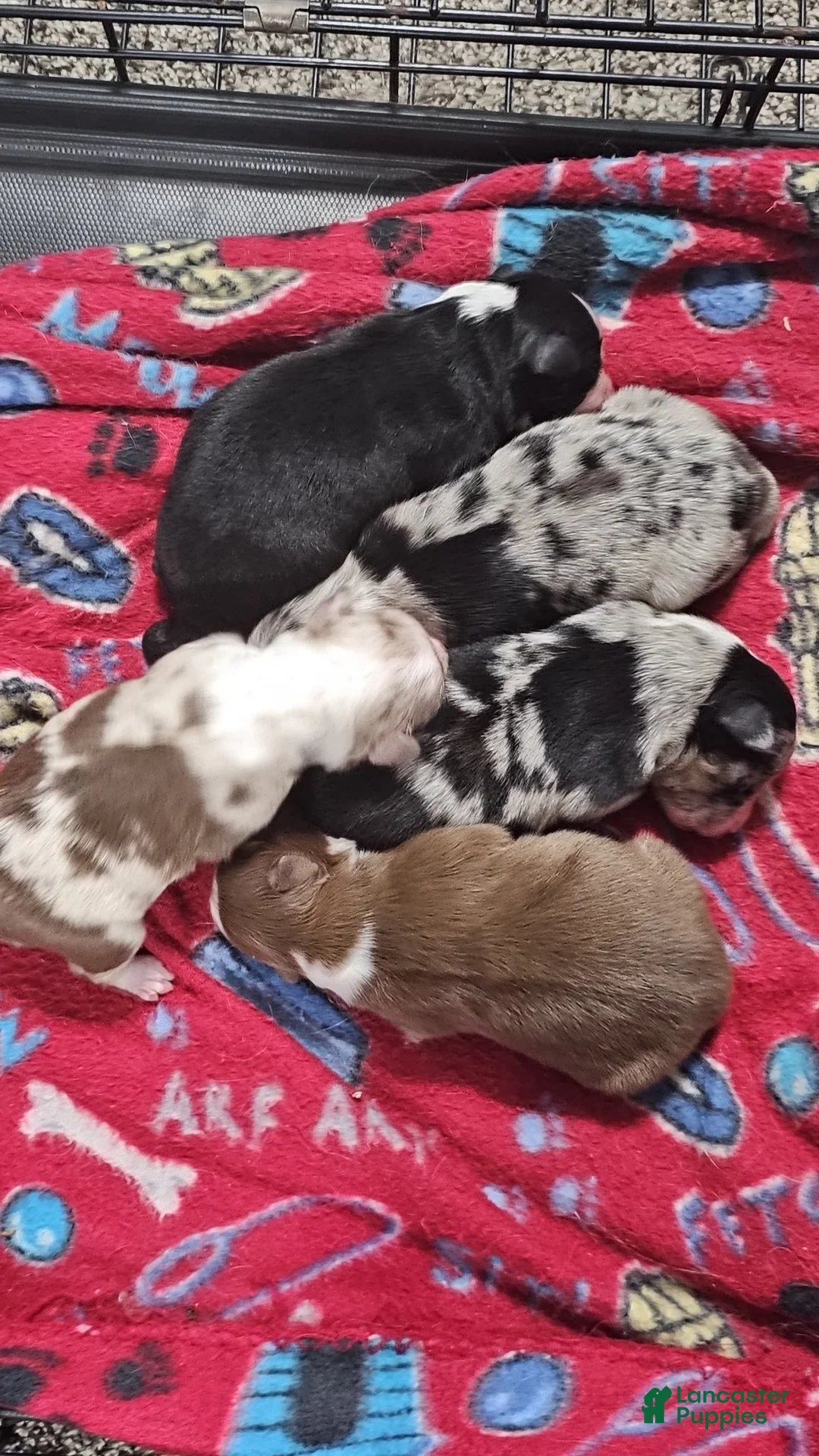 Miniature Australian Shepherd dogs for sale: Carrot  - Ad 11