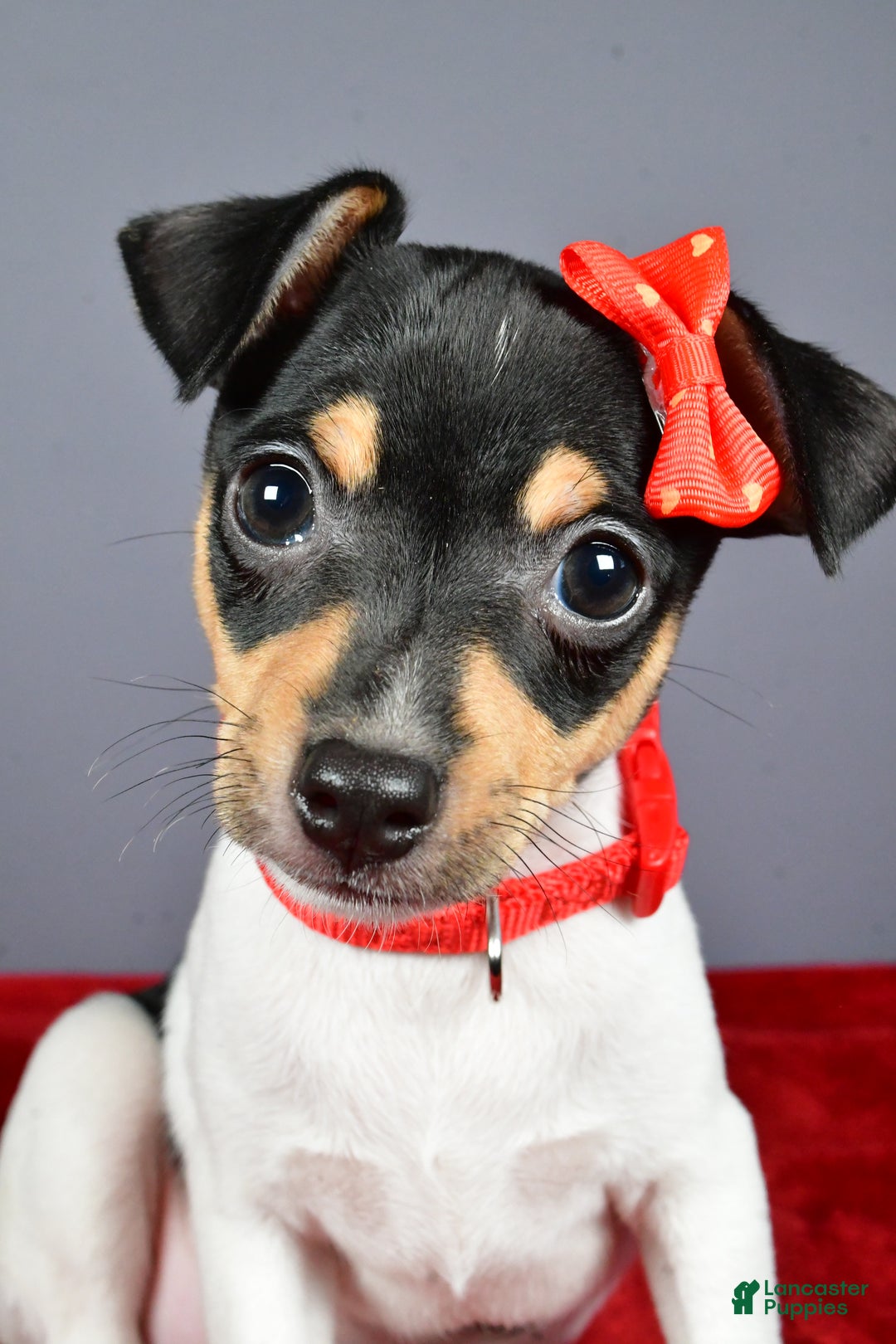 Toy Fox Terrier dogs for sale: Lucky - Ad 8