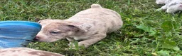 Olde English Bulldogge dogs for sale: Olde English Bulldogge 2 - Ad 4