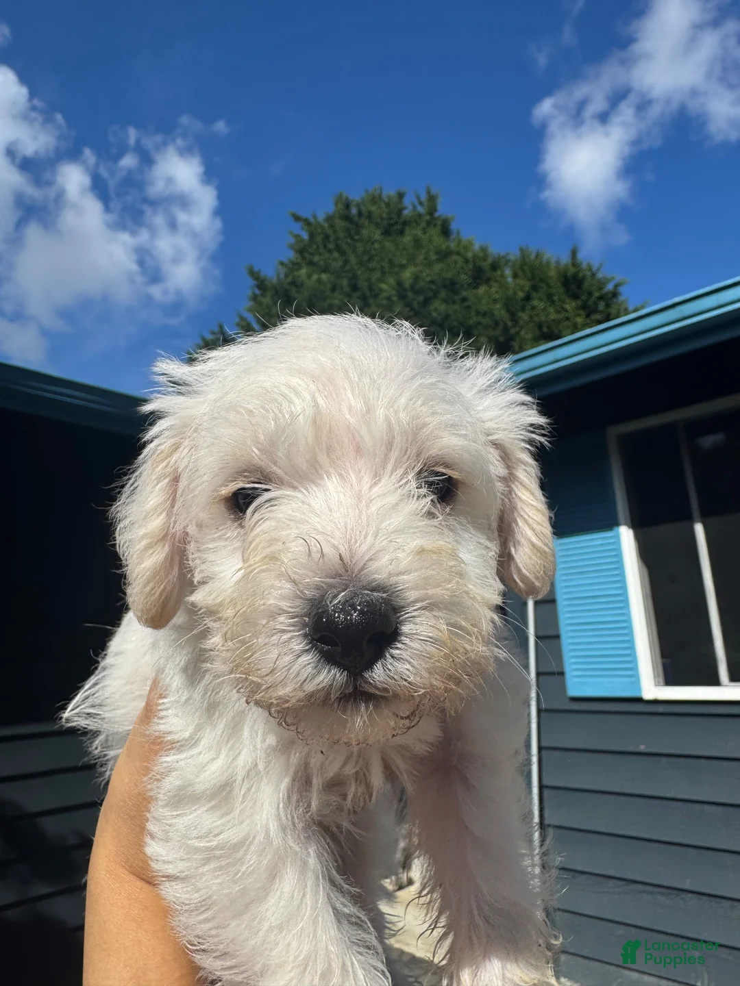 Schnoodle dogs for sale: Schnoodle 6 - Ad 1